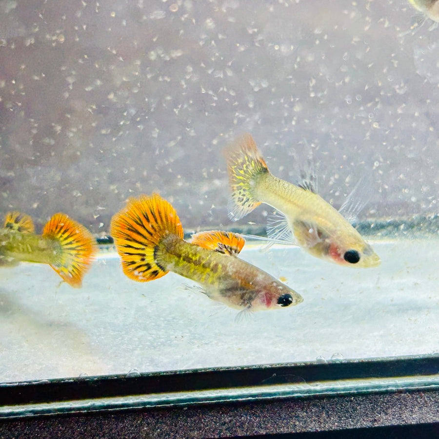 Guppy Fish Red Dragon Short Live Guppy Fish Male guppy