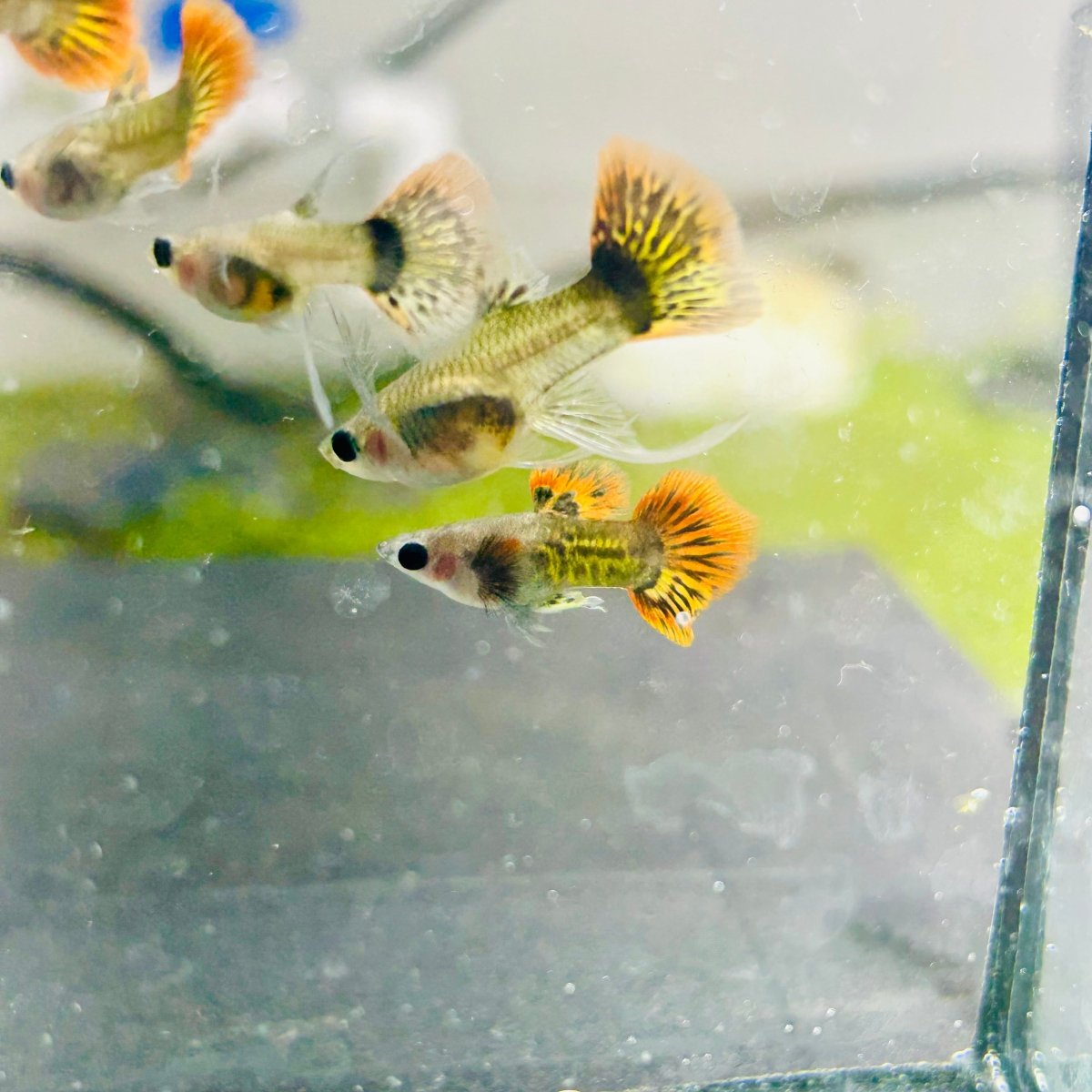Guppy Fish Red Dragon Short Glassbelly