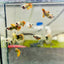 Guppy Fish Red Dragon Short Live Guppy Fish Ribbon Female guppy