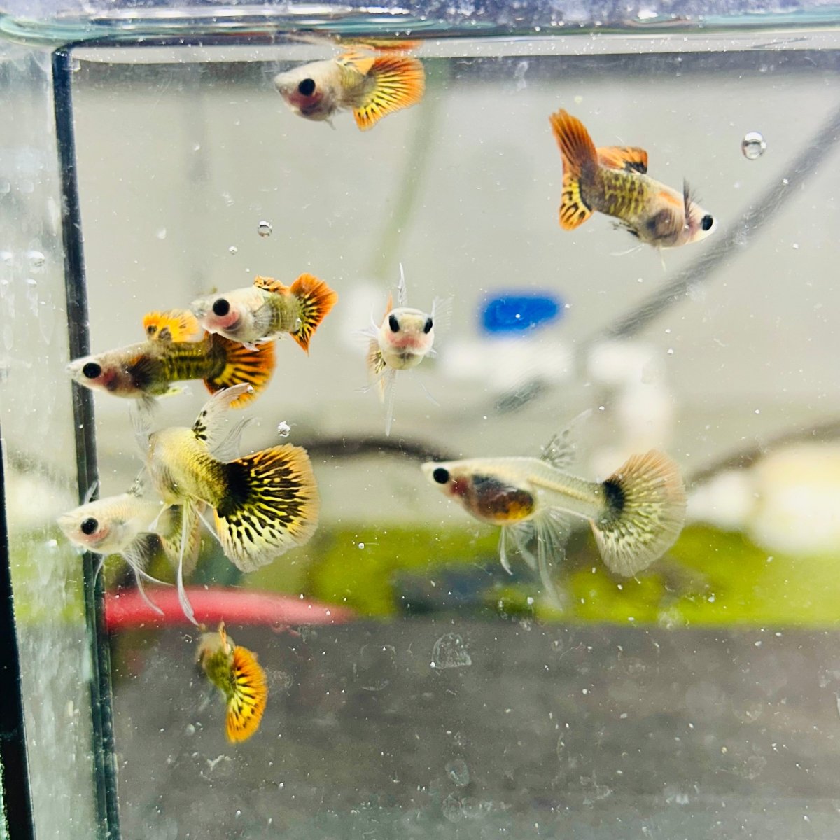 Guppy Fish Red Dragon Short Glassbelly