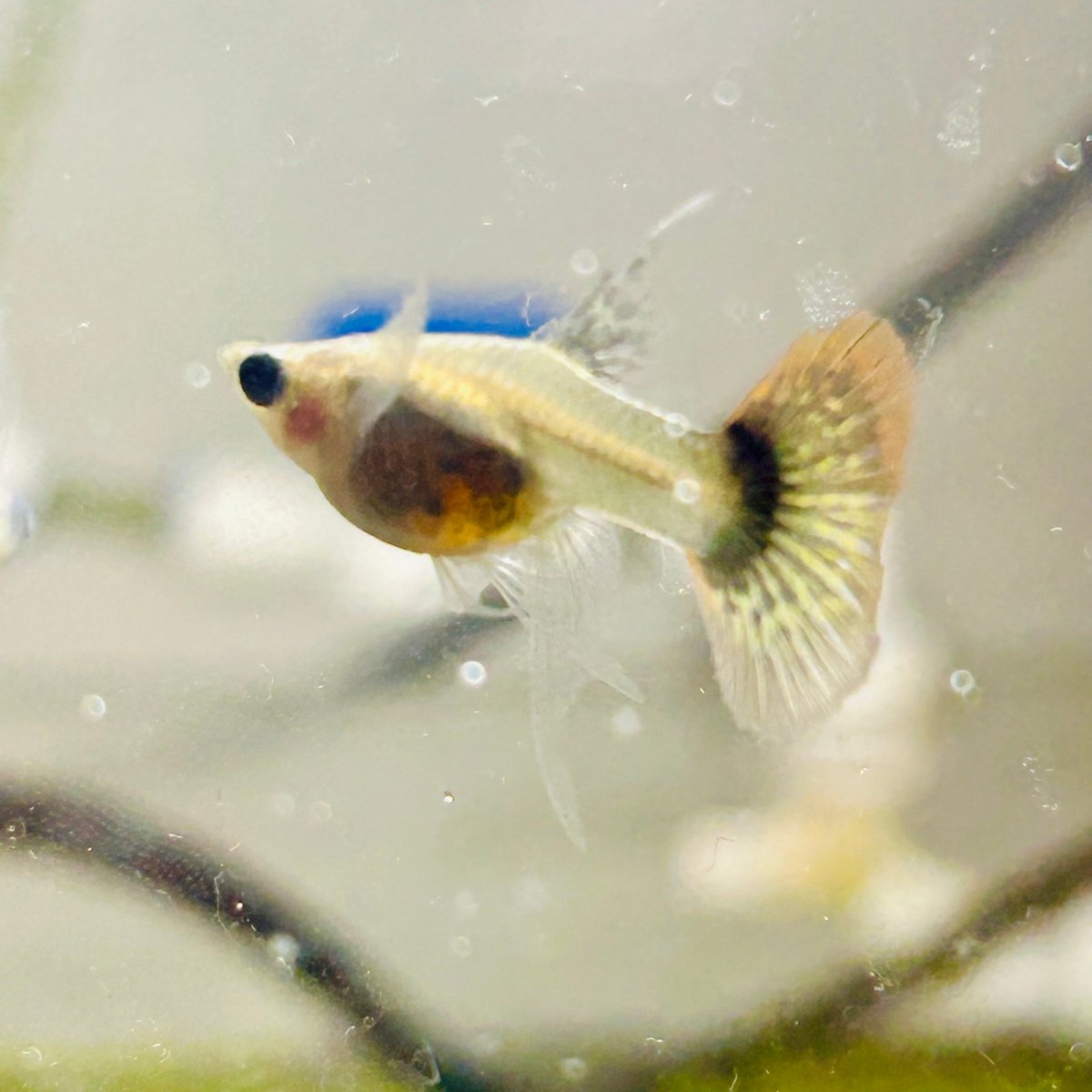 Guppy Fish Red Dragon Short Glassbelly