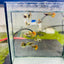 Guppy Fish Red Dragon Short Live Guppy Fish Ribbon Female guppy