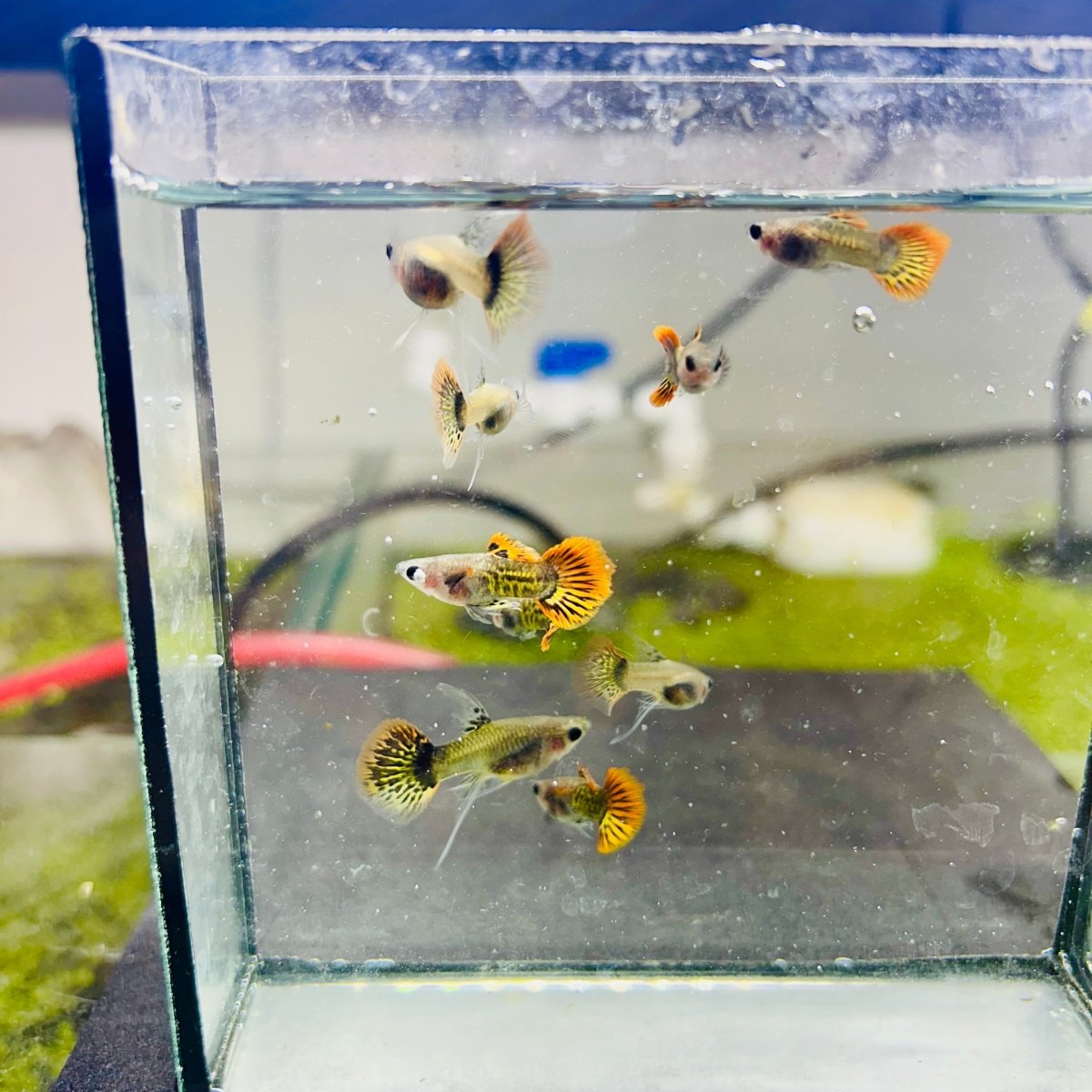 Guppy Fish Red Dragon Short Glassbelly