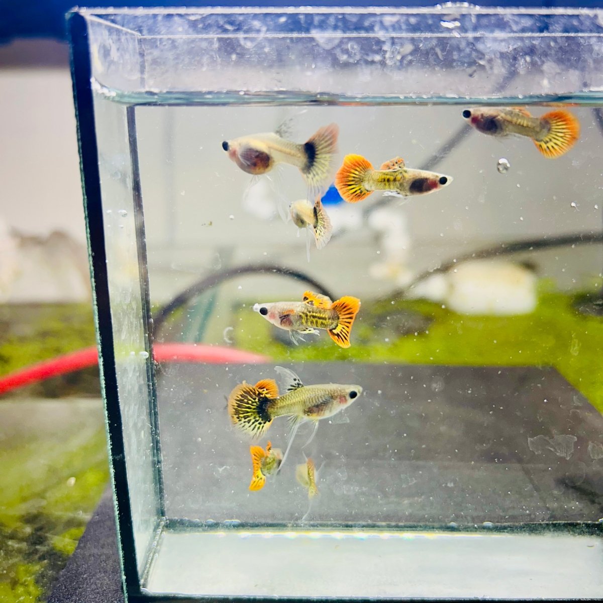Guppy Fish Red Dragon Short Glassbelly