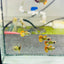 Guppy Fish Red Dragon Short Live Guppy Fish Ribbon Female guppy