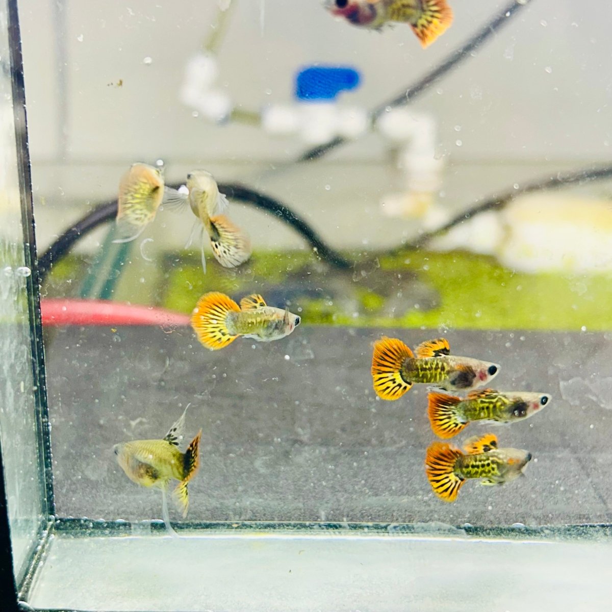 Guppy Fish Red Dragon Short Glassbelly