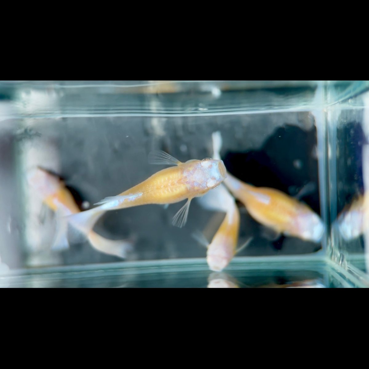 Guppy Fish White Koi Short