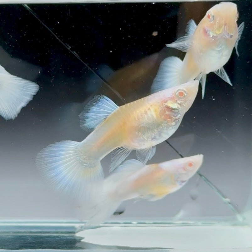 Guppy Fish White Koi Short