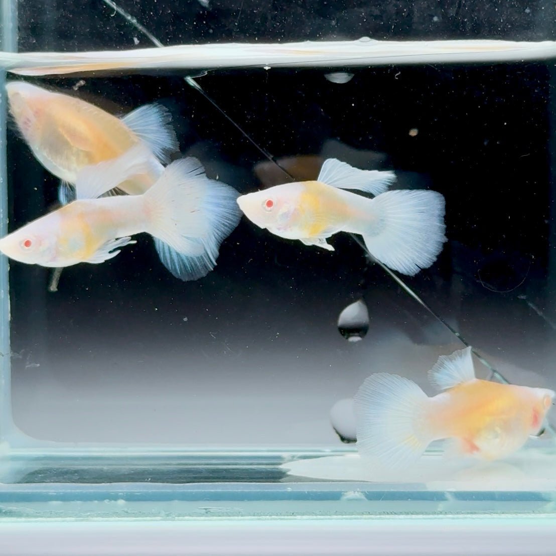 Guppy Fish White Koi Short