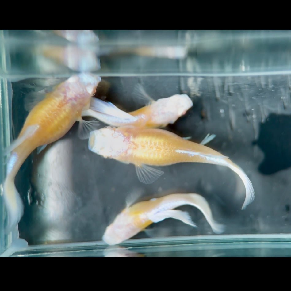Guppy Fish White Koi Short