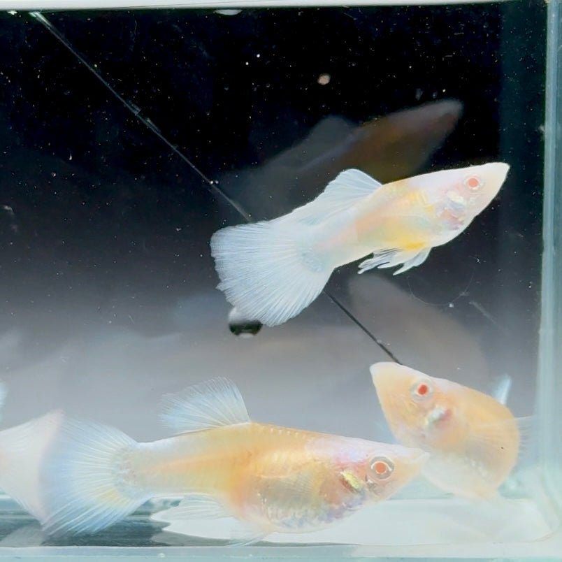 Guppy Fish White Koi Short