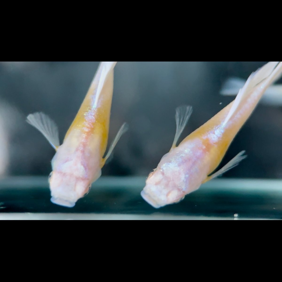 Guppy Fish White Koi Short
