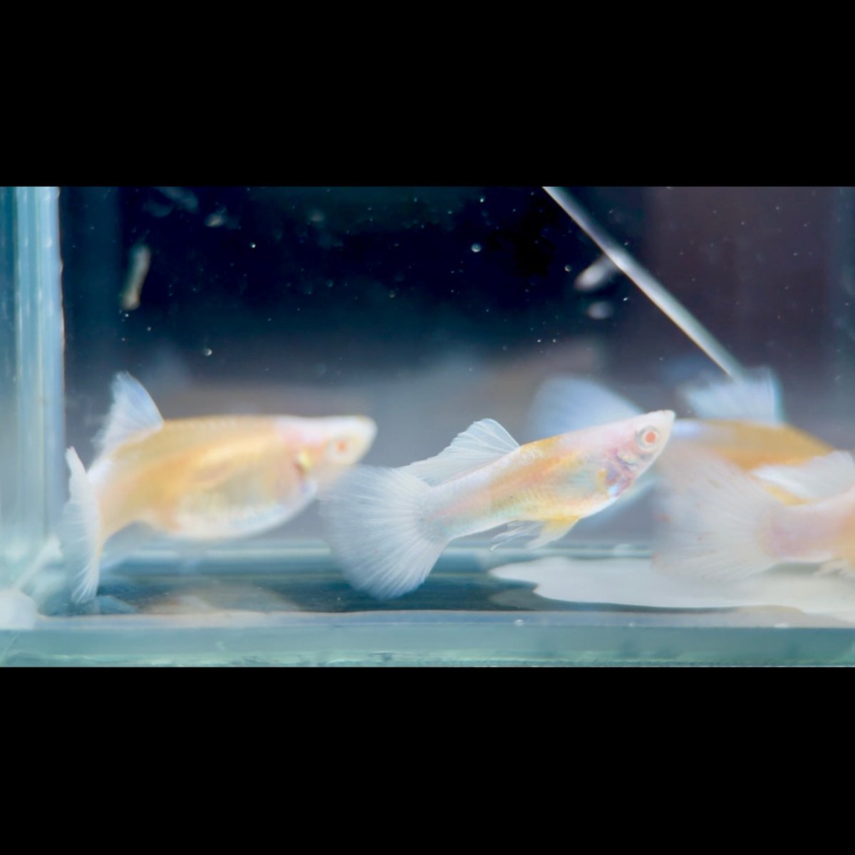 Guppy Fish White Koi Short