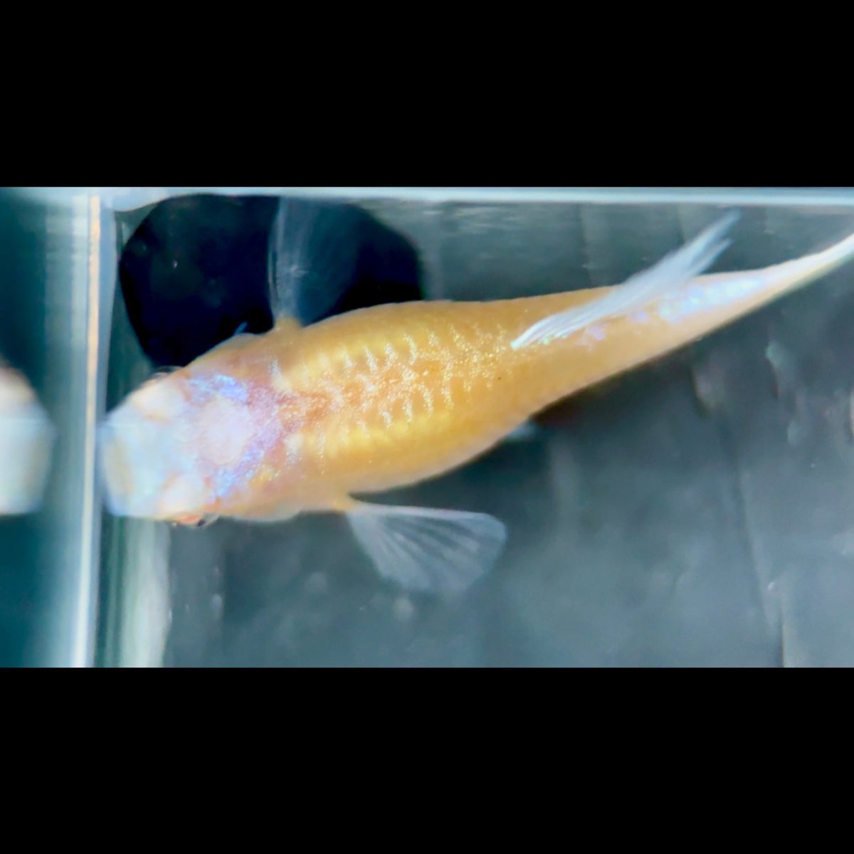 Guppy Fish White Koi Short
