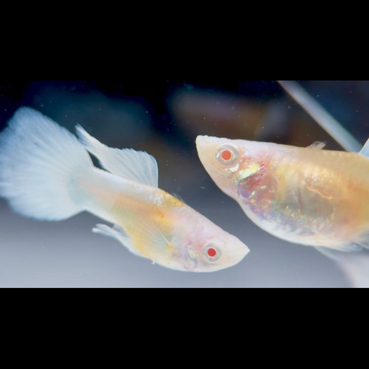 Guppy Fish White Koi Short