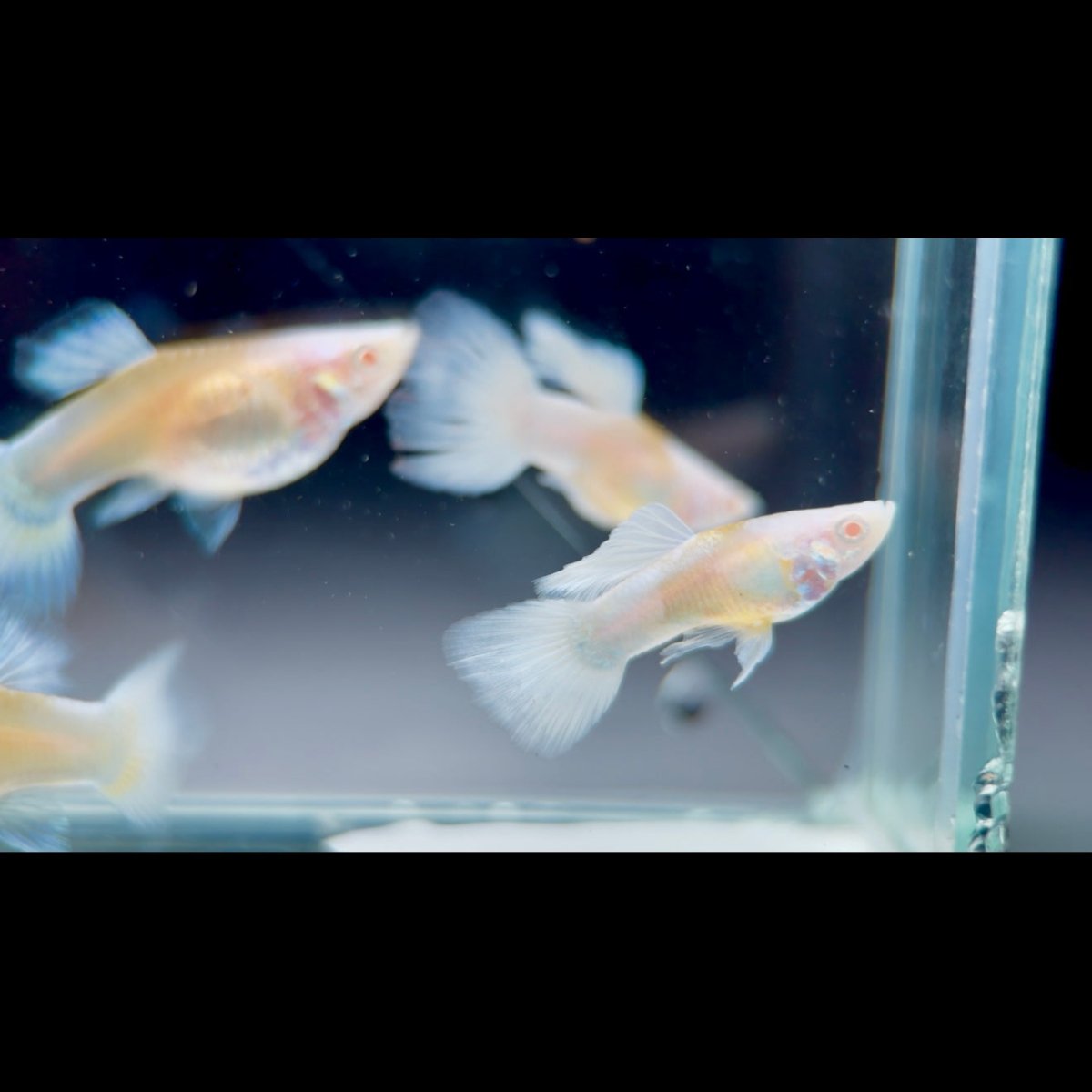 Guppy Fish White Koi Short