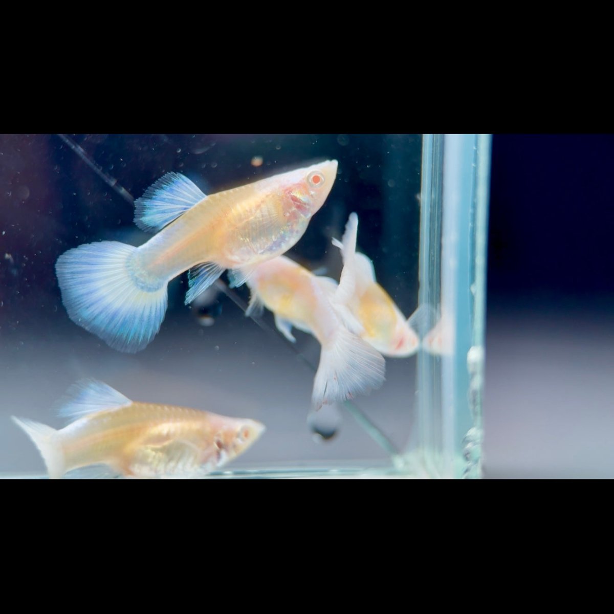 Guppy Fish White Koi Short