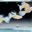 Guppy Fish White Koi Short Live Guppy Fish Male guppy