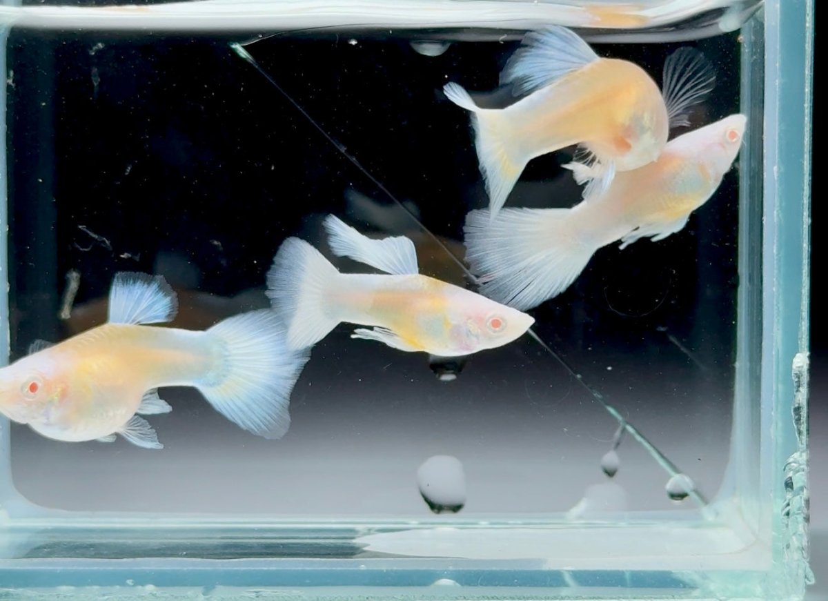 Guppy Fish White Koi Short