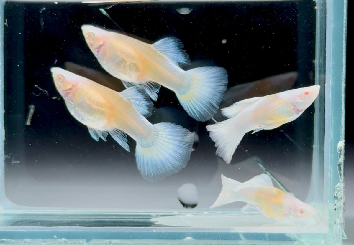 Guppy Fish White Koi Short