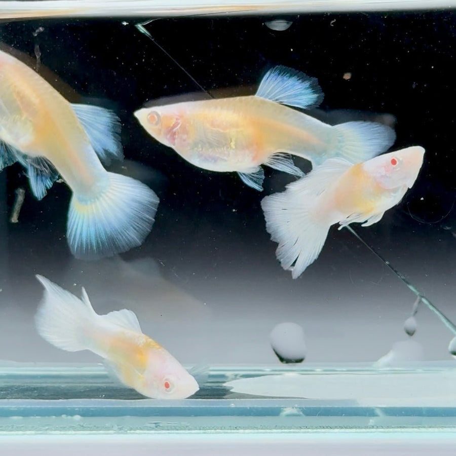 Guppy Fish White Koi Short Live Guppy Fish Male guppy