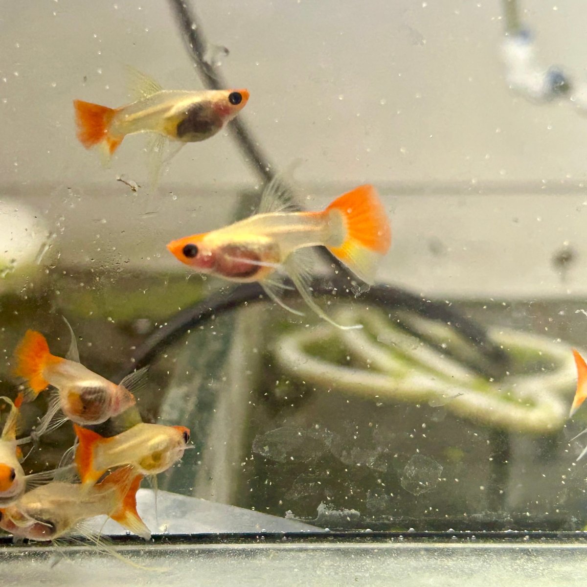 Guppy Fish Wild Koi Short Glass Belly