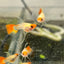 Guppy Fish Wild Koi Short Glass Belly Live Guppy Fish Male guppy