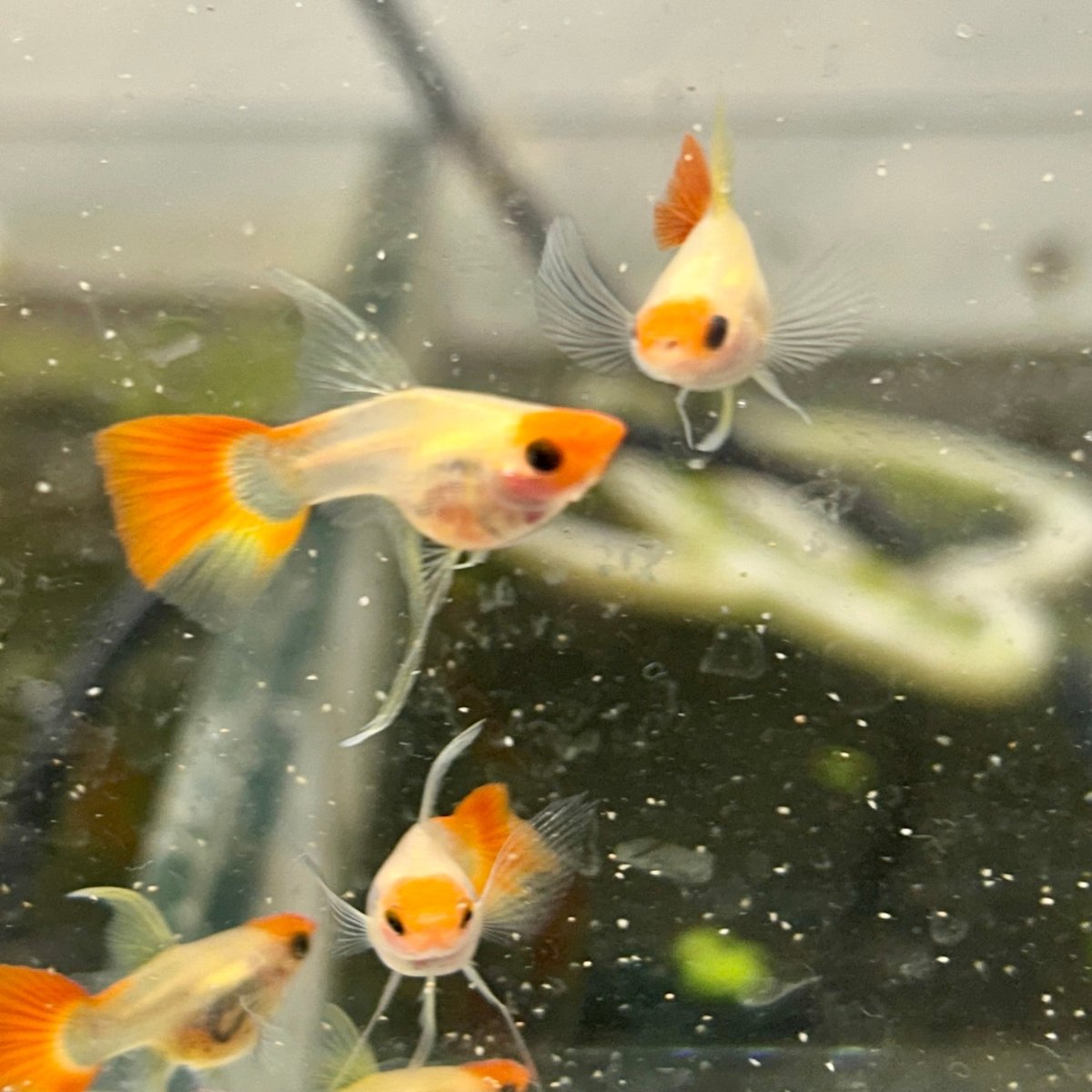 Guppy Fish Wild Koi Short Glass Belly