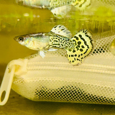 Guppy Fish Yellow Cleopard