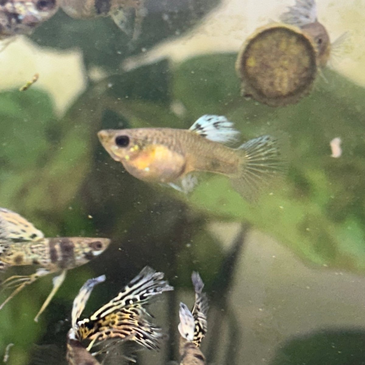Guppy Fish Yellow King Cobra