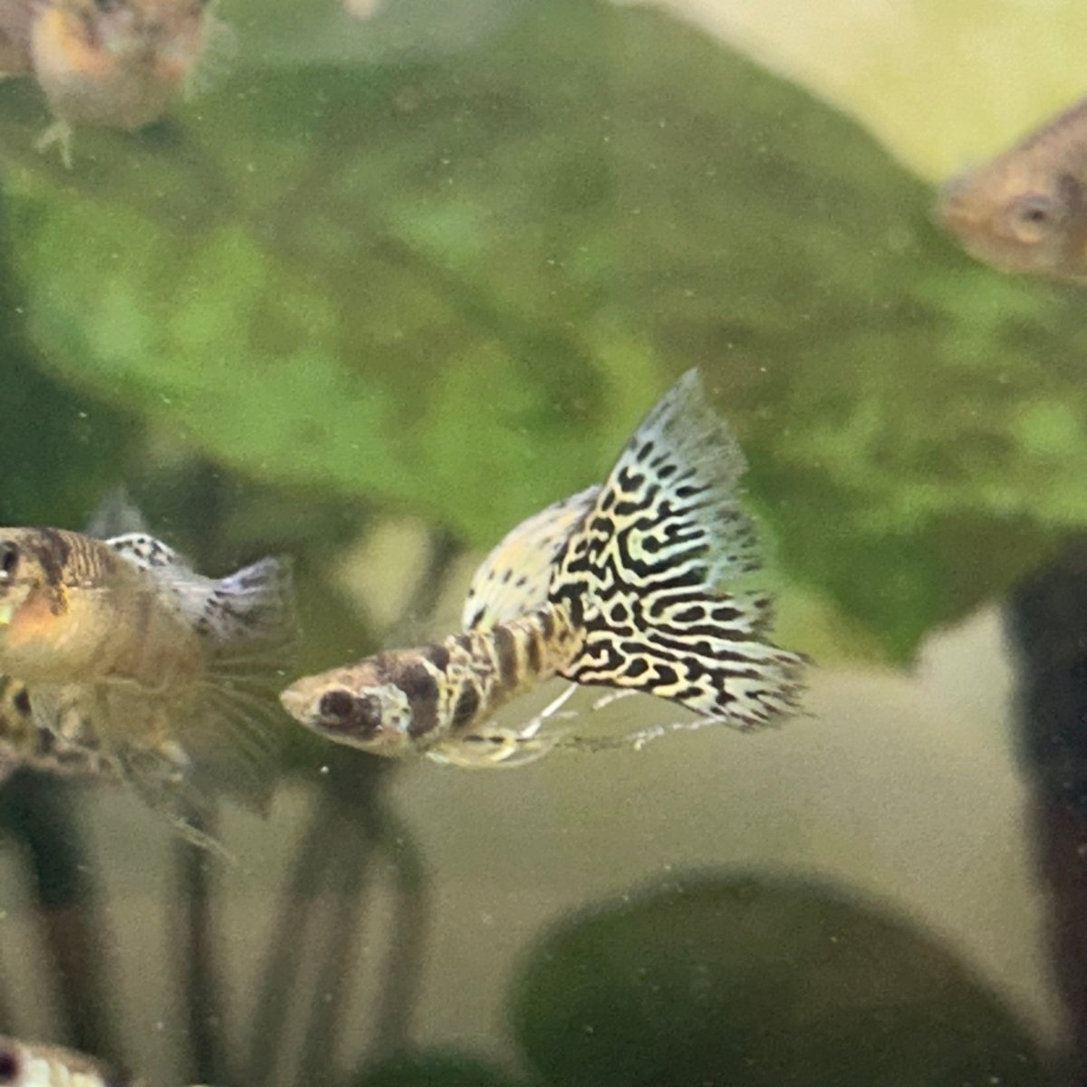 Guppy Fish Yellow King Cobra