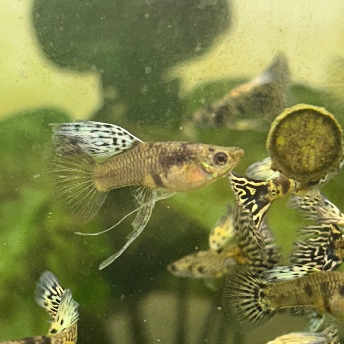 Guppy Fish Yellow King Cobra