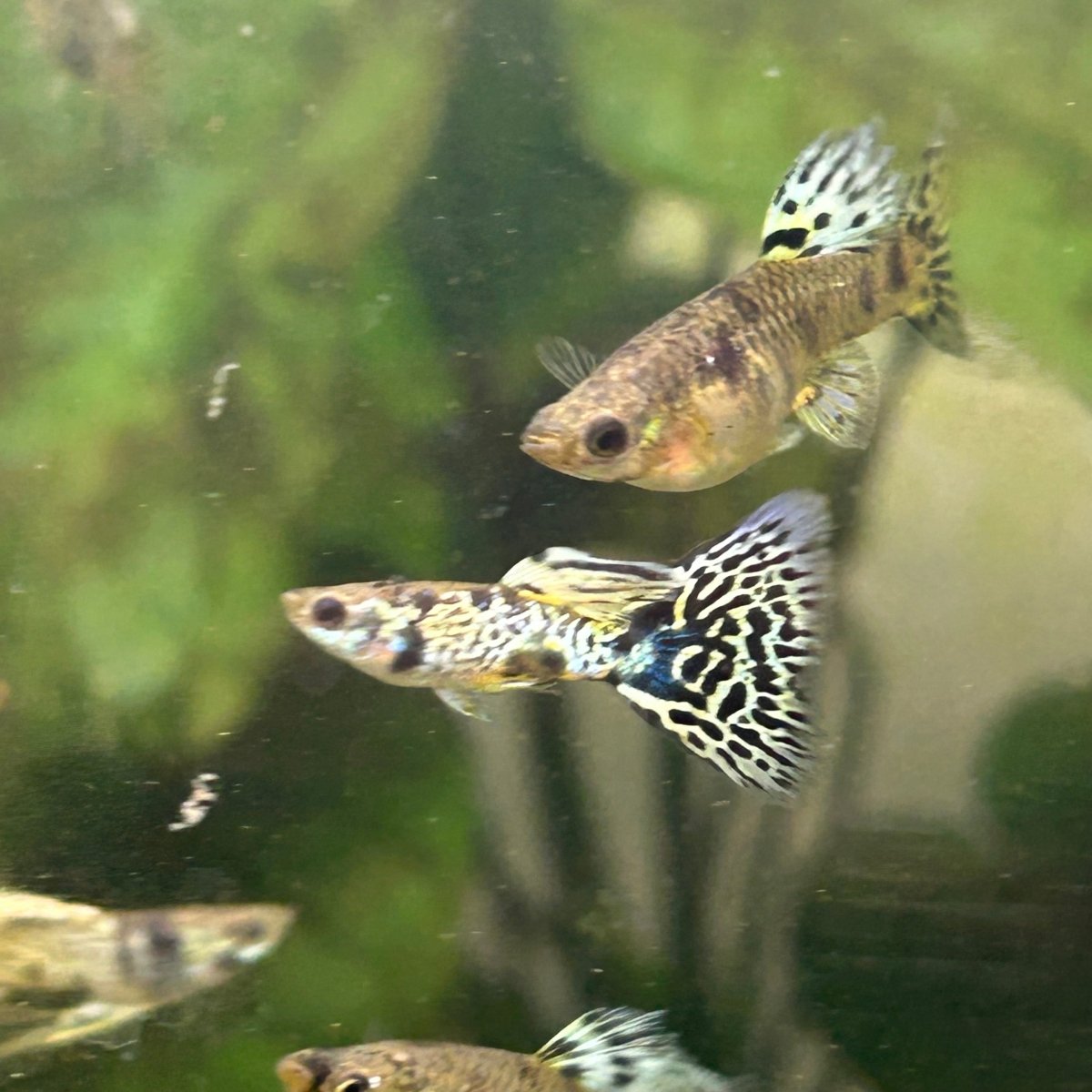 Guppy Fish Yellow King Cobra
