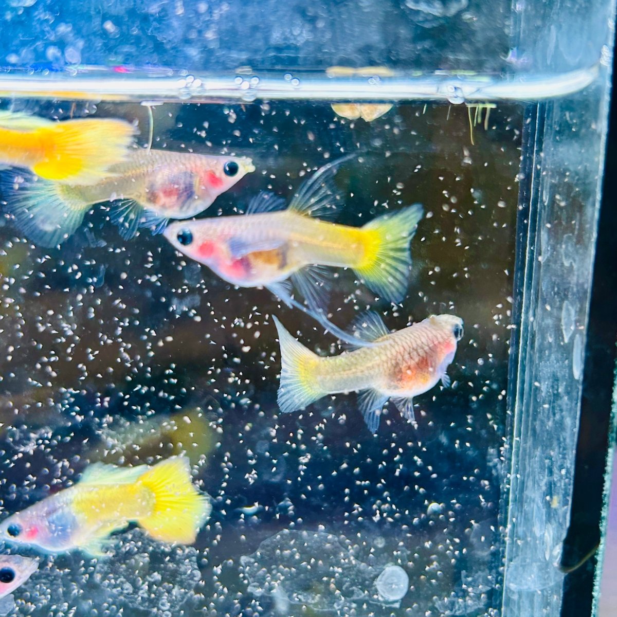 Guppy Fish Yellow Koi Glass Belly Short Body
