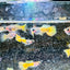 Guppy Fish Yellow Koi Glass Belly Short Body