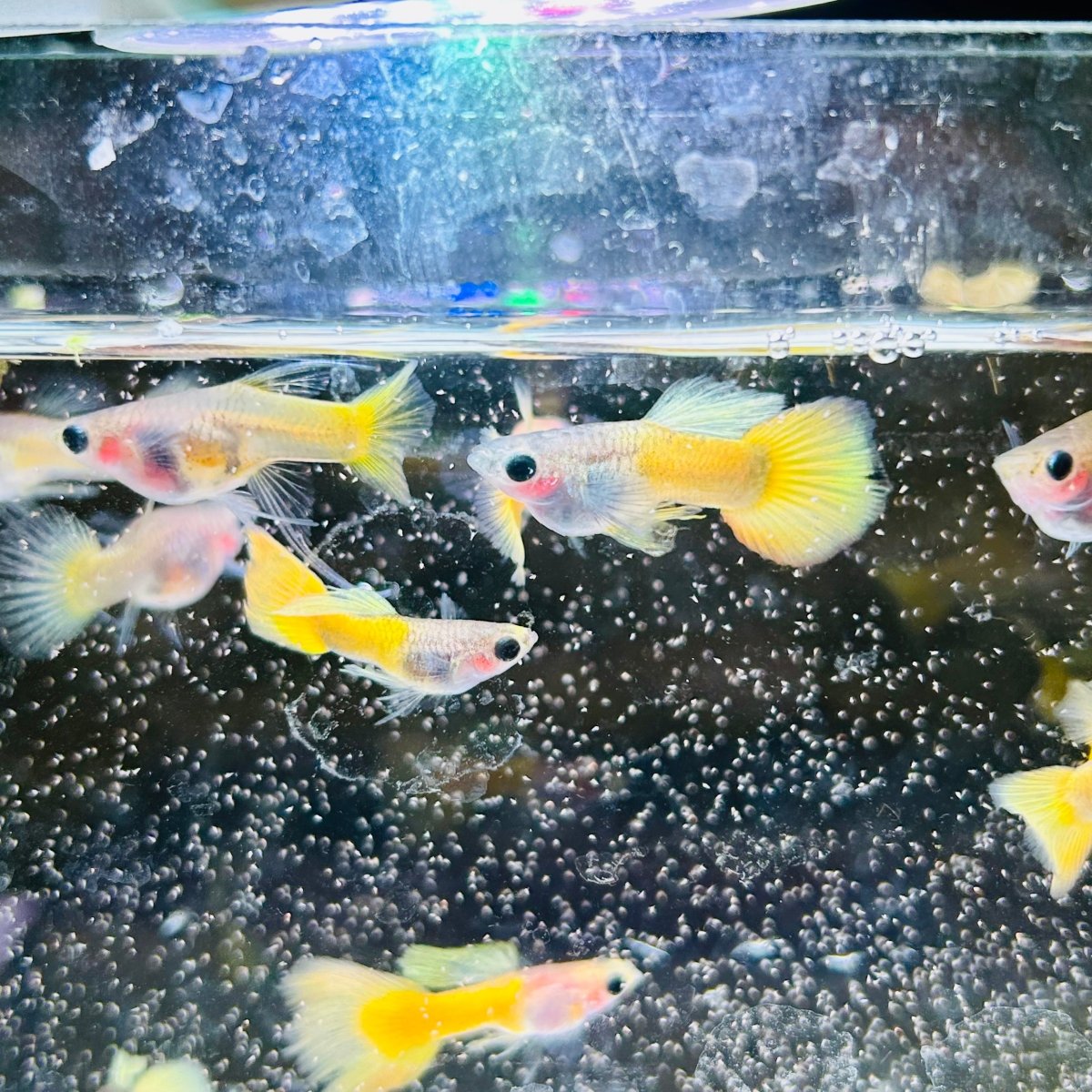 Guppy Fish Yellow Koi Glass Belly Short Body