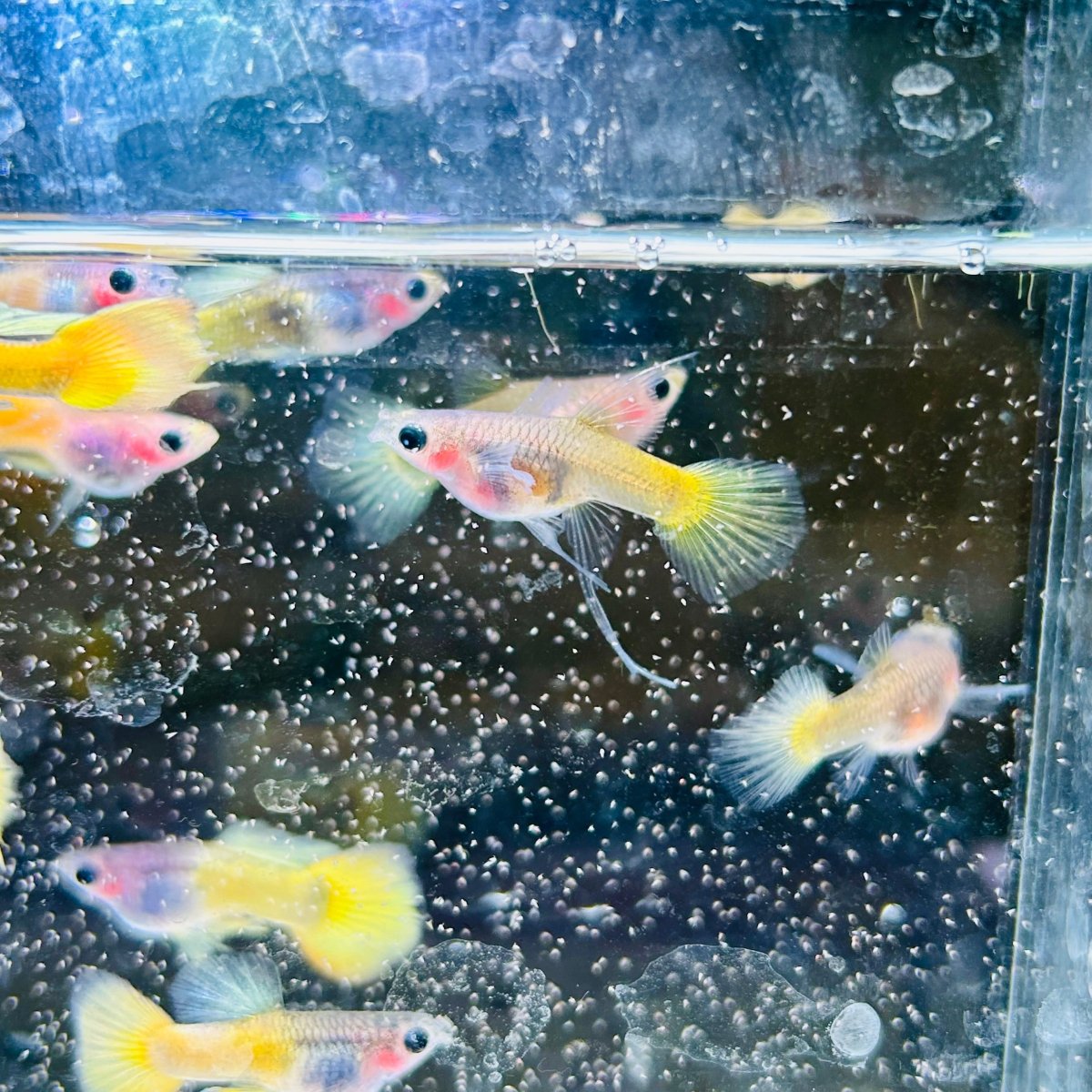 Guppy Fish Yellow Koi Glass Belly Short Body