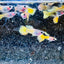 Guppy Fish Yellow Koi Glass Belly Short Body