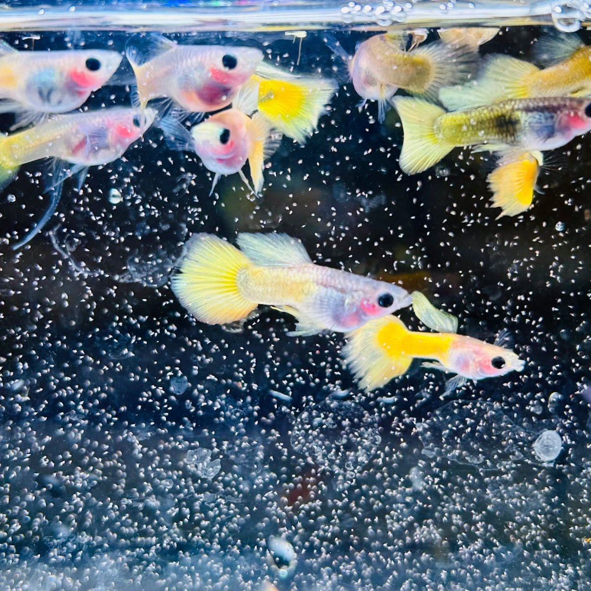 Guppy Fish Yellow Koi Glass Belly Short Body