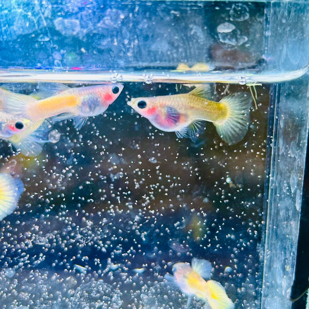 Guppy Fish Yellow Koi Glass Belly Short Body