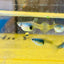 Guppy Fish Yellow Lace Live Guppy Fish Female guppy
