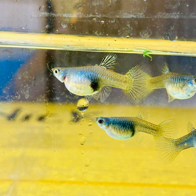 Guppy Fish Yellow Lace Live Guppy Fish Female guppy