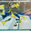 Guppy Fish Yellow Lace Live Guppy Fish Male guppy