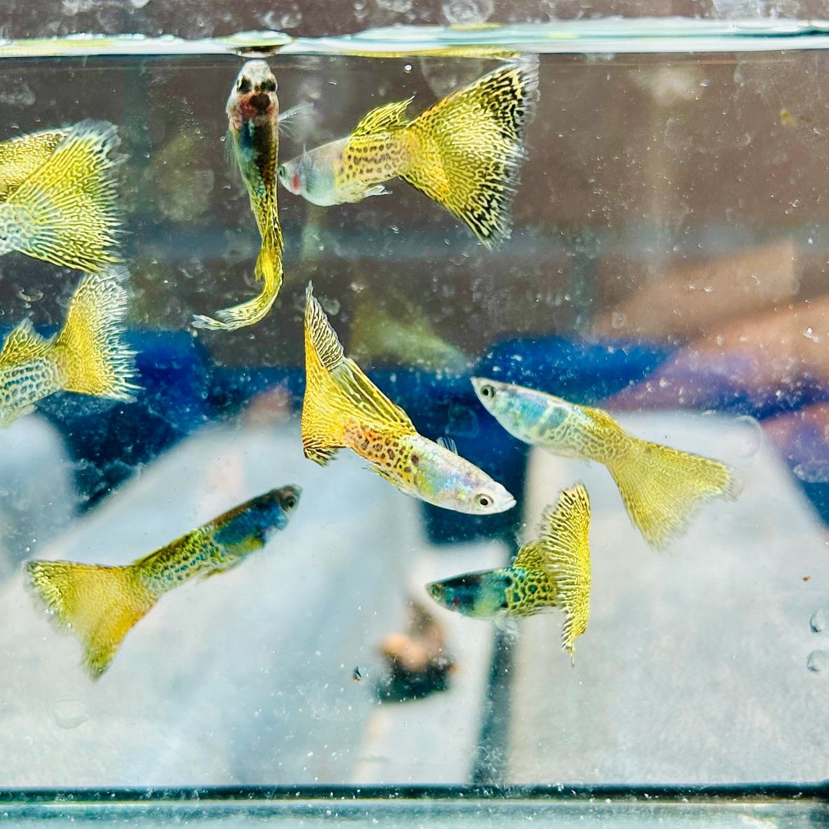 Guppy Fish Yellow Lace Live Guppy Fish Male guppy