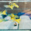 Guppy Fish Yellow Lace Live Guppy Fish Male guppy