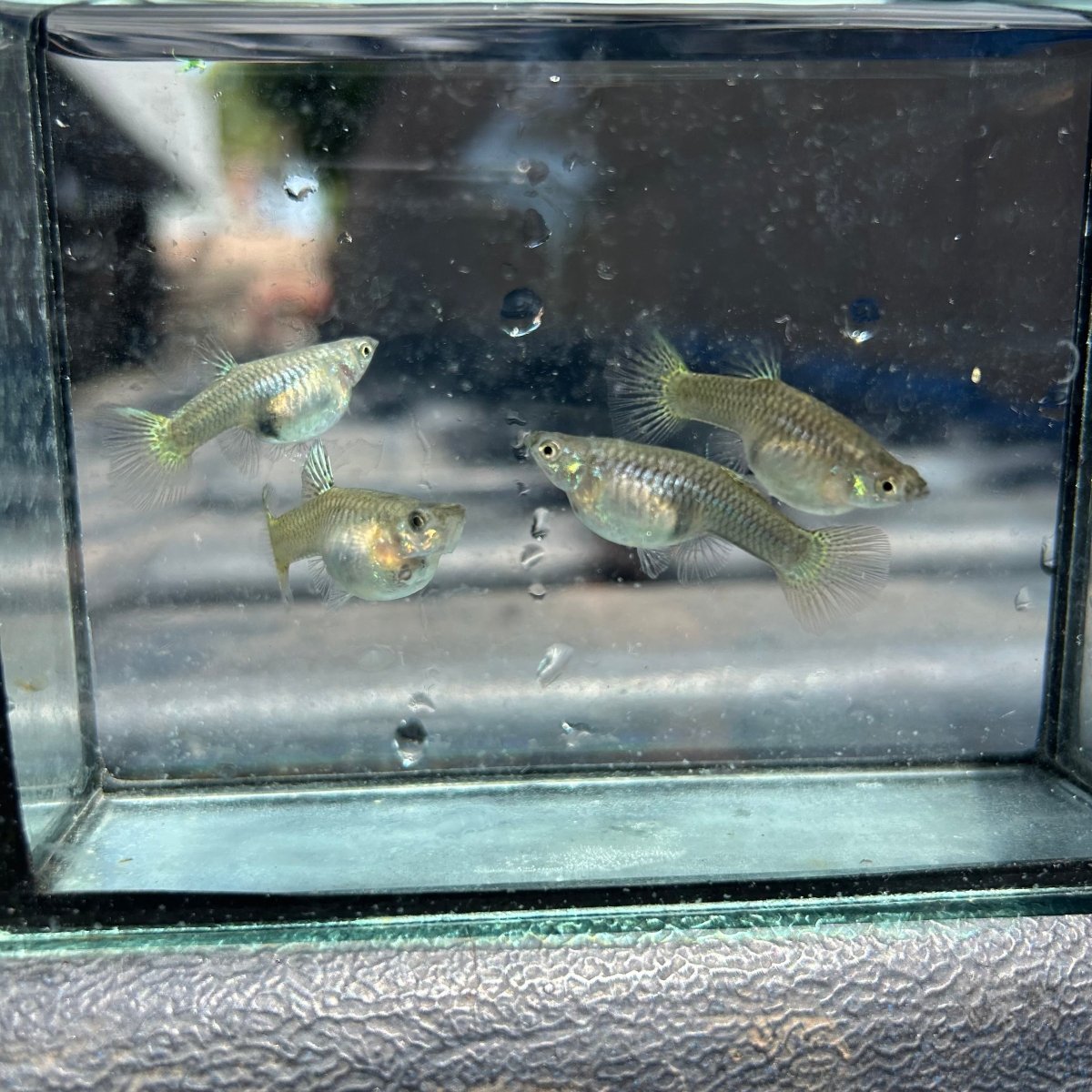 Guppy Fish Yellow Lace Live Guppy Fish Male guppy
