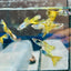 Guppy Fish Yellow Lace Live Guppy Fish Male guppy