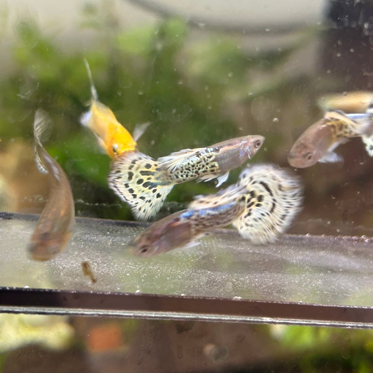 Guppy Fish Yellow Leopard