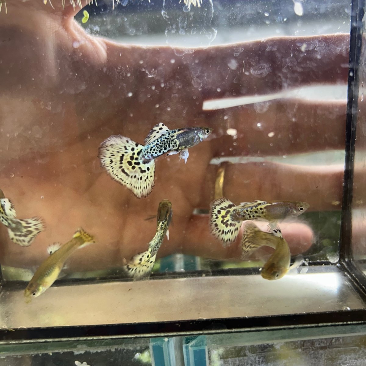 Guppy Fish Yellow Leopard