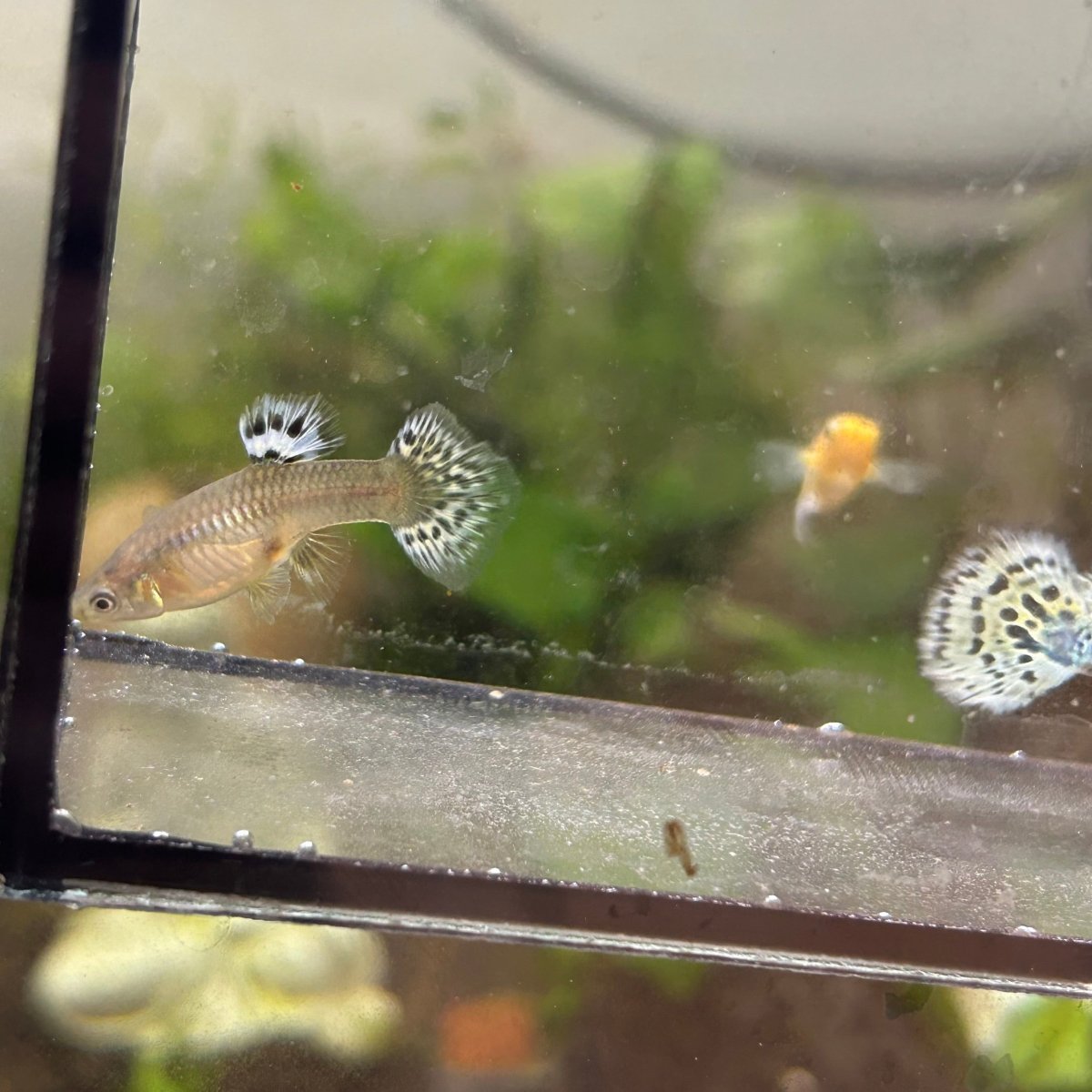 Guppy Fish Yellow Leopard